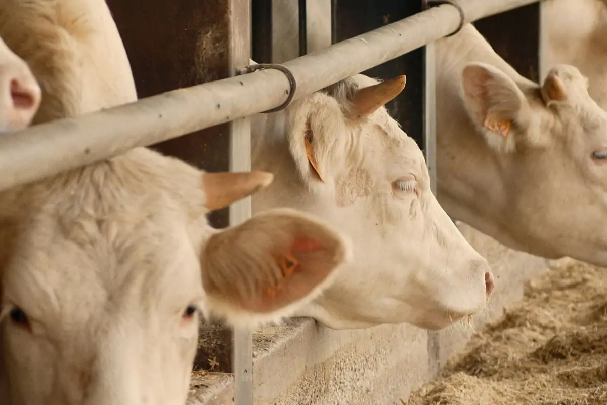 Sorana – che carne è, proprietà e quanto costa Sorana - che carne è, proprietà e quanto costa