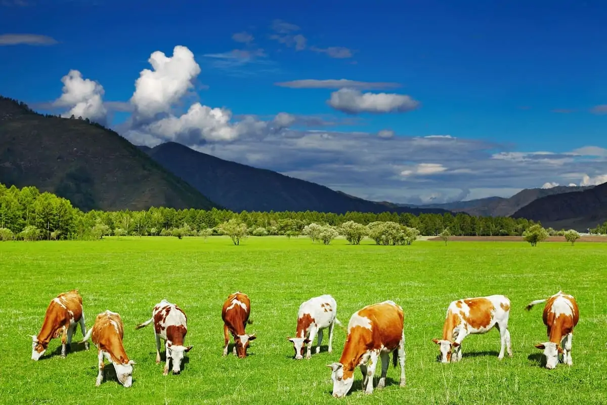 Vendita di carne da allevamento non intensivo Vendita di carne da allevamento non intensivo