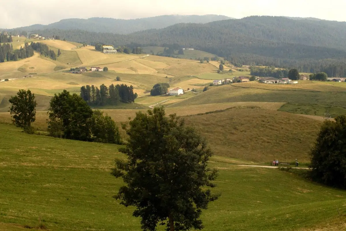 Vendita carne bovina online