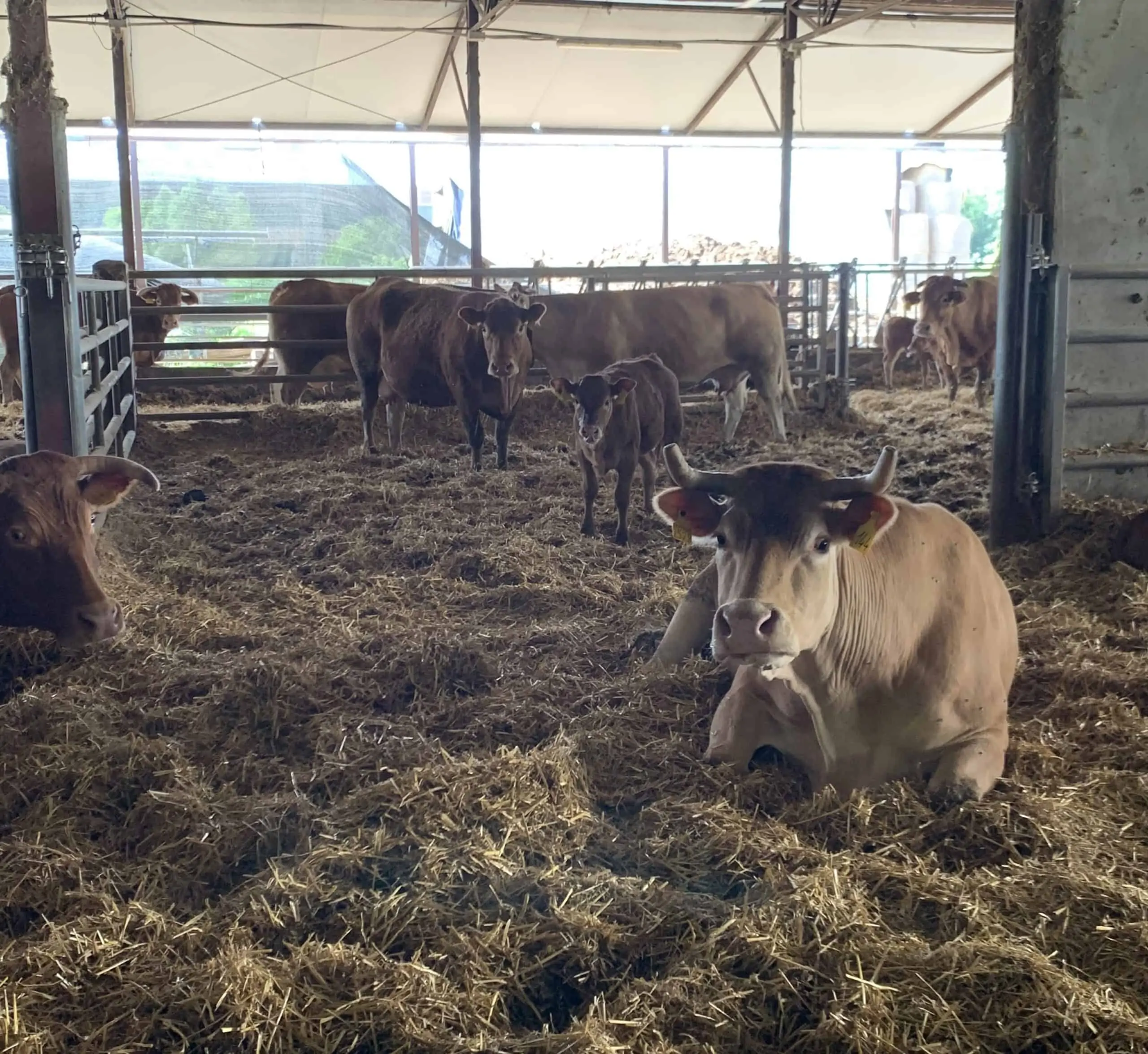 Produzione di carne sostenibile