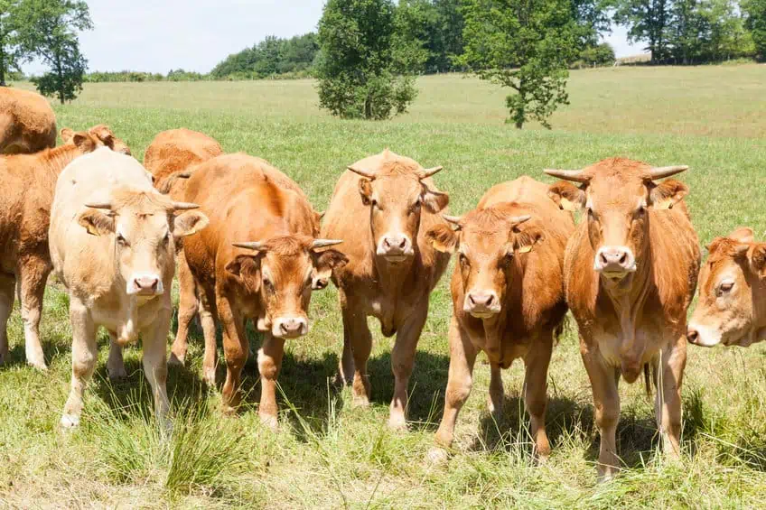 Alternative carne di maiale